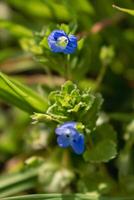 veronica persica of vogel oog ereprijs bloem Bij lente zijn klein helder blauw bloem foto