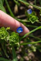 veronica persica of vogel oog ereprijs bloem Bij lente zijn klein helder blauw bloem foto