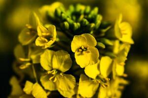 koolzaad bloem in een veld- Bij lente, koolzaad, brassica napus foto