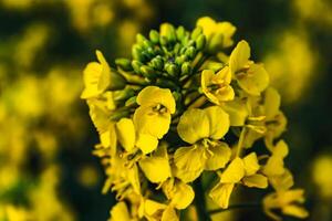 koolzaad bloem in een veld- Bij lente, koolzaad, brassica napus foto