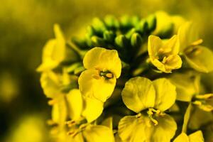 koolzaad bloem in een veld- Bij lente, koolzaad, brassica napus foto