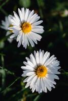 madeliefje bloem in een tuin Bij lente, eetbaar bloem, bellis perennis, astereae foto