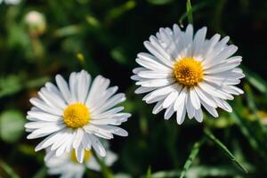 madeliefje bloem in een tuin Bij lente, eetbaar bloem, bellis perennis, astereae foto