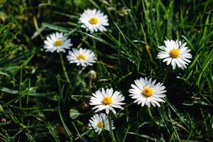 madeliefje bloem in een tuin Bij lente, eetbaar bloem, bellis perennis, astereae foto