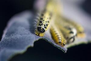 dichtbij omhoog van kool wit rupsen in beweging Aan een rood kool blad. pieris brassicae foto