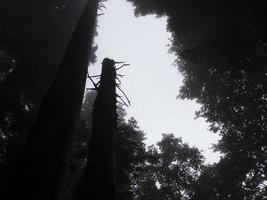 silhouetten van gedroogde bomen in het bos. onderaanzicht foto