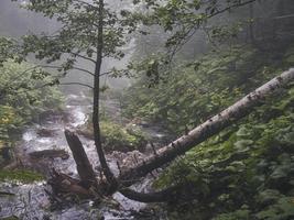 kreek in een bergbos. bergen van de Kaukasus foto