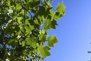 boom bladeren in contrast met blauw lucht foto