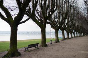 bomen zonder bladeren in een rij in de buurt kustlijn, Nee mensen foto