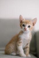 een schattig oranje en wit katje is zittend Aan een bankstel foto