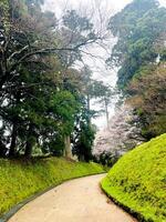 Japans kers bloesems variatie in vol bloeien loopbrug in de tuin regenachtig dag voorjaar seizoen Japan foto