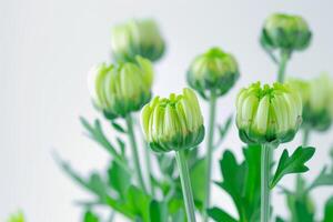 ai gegenereerd chrysant bloemknoppen geïsoleerd Aan wit achtergrond foto