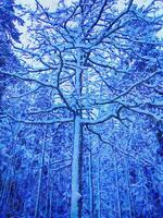 digitaal waterverf stijl van een besneeuwd boom in de bossen gedurende winter in noordelijk Scandinavië foto