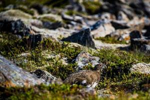 2021 08 10 snaefellsnes sneeuwhoen lagopus vervelt tussen de rotsen 4 foto