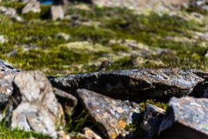 2021 08 10 snaefellsnes sneeuwhoen lagopus vervelt tussen de rotsen foto