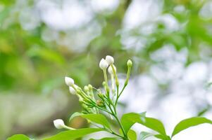 gardenia jasmijn of jasmijn foto