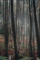 Sentul, boef, Indonesië, 2023 - onderzoeken sentul bogor spectaculair watervallen en Woud paden. een wandelen avontuur met vrienden in Gunung pancar. verbijsterend fotografie - geweldig Indonesië foto