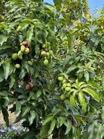 weelderig groen boom Laden met rijp mango's foto