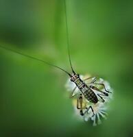 het beste macro schot van jumping spin, spin, springen spin fotografie foto