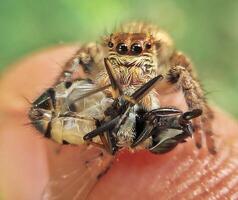 het beste macro schot van jumping spin, spin, springen spin fotografie foto