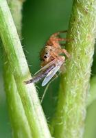 het beste macro schot van jumping spin, spin, springen spin fotografie foto