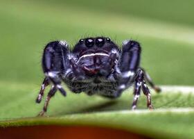 het beste macro schot van jumping spin, spin, springen spin fotografie foto