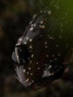 western slijmerig salamander, Plethodon abagula foto