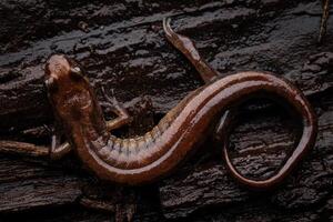 cherokee berg duister salamander, desmognathus adatsihi foto