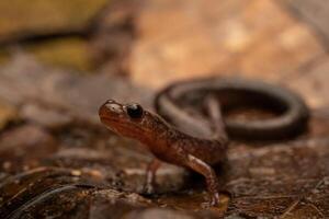 terug Leiden rode rug salamander, Plethodon cinereus foto
