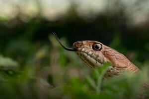 western coachzweep, masticophis flagellum foto