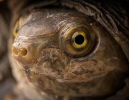 geel modder schildpad, kinosternon flavescens foto