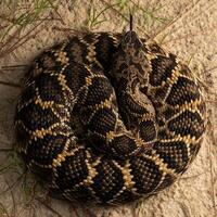 oostelijk diamantrug ratelslang, crotalus adamanteus foto