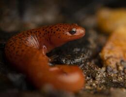 blauw nok rood salamander, pseudotriton ruber nitidus foto
