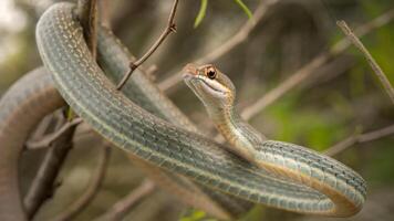 Ruthven's zweepslang, masticophis Ruthveni foto