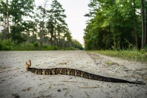 noordelijk katoenmond, agkistrodon piscivorus foto