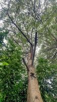 een groot acacia mangium boom van een laag hoek foto