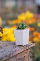 cactus in een pot foto