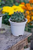cactus in een pot foto