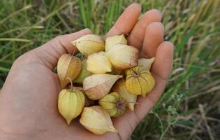 physalis angulata of ciplukaan welke groeit in de omgeving van droog rijst- velden foto