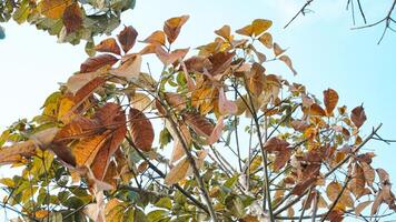 deining brasiliansis of rubber planten dat zijn oud en van wie bladeren vallen in zomer foto