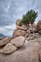 rots met pijnboom bomen in seoraksan nationaal park, zuiden Korea foto