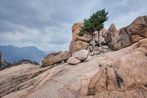 rots met pijnboom bomen in seoraksan nationaal park, zuiden Korea foto