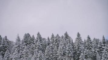 besneeuwde bos luchtfoto - drone weergave van de besneeuwde bomen foto