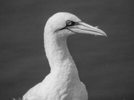 vogelstand Aan Helgolannd eiland foto