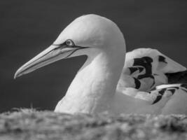 vogelstand Aan Helgolannd eiland foto