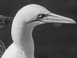 vogelstand Aan Helgolannd eiland foto