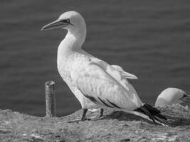 vogelstand Aan Helgolannd eiland foto