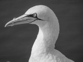 vogelstand Aan Helgolannd eiland foto