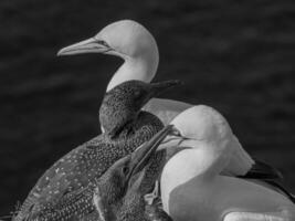 vogelstand Aan Helgolannd eiland foto