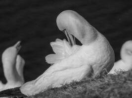 vogelstand Aan Helgolannd eiland foto